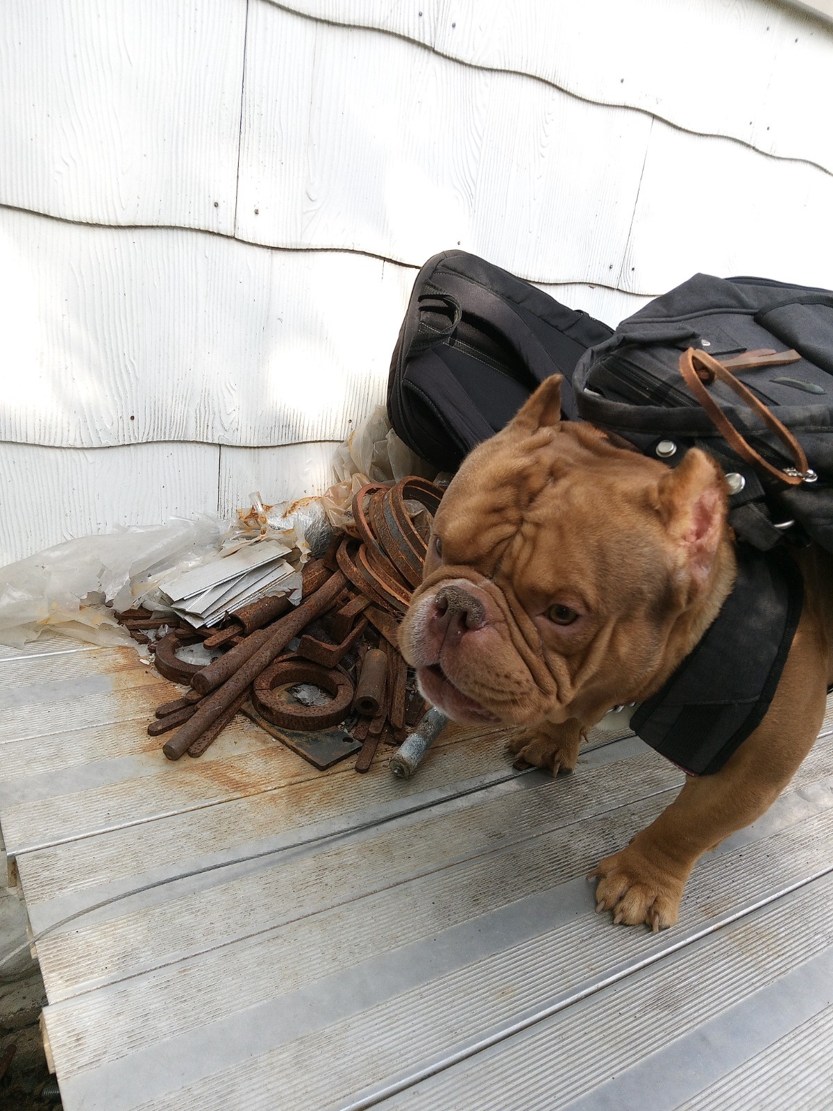 tool holder insert and backpack, sturdy straps, no tools, removable